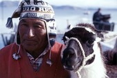 Indian med lamadjur, Bolivia