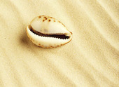 Snäckskal i sand