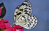 Paper Butterfly, Idea leuconoe