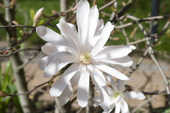 Japansk magnolia