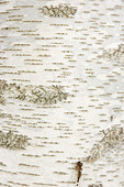 Texture of birch bark, background 