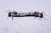 Myror som hjälper varandra