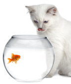 cat and a gold fish