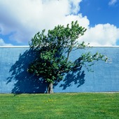 Träd vid blå mur
