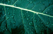 Vattendroppar på broccoliblad