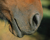 Horse Mule
