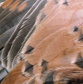 Feathers on the kestrel