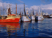 Fiskebåtar i Skagens hamn, Danmark