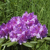 Rhododendronblomma