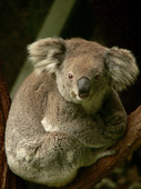 Koala (Phascolarctos cinereus) Sydney. Australien
