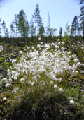 Tussock cotton grass