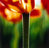 Steppe Tulip