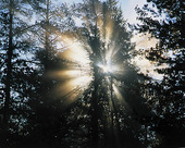 Solstrålar i skog