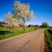 Landsväg vid blommande träd