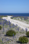 Kalkstensväg på Gotland