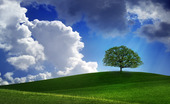 Ensamt träd på grön kulle