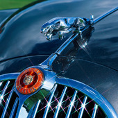 Bildetalj - Jaguar