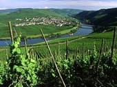 Vinodlingar i Moseldalen, Tyskland