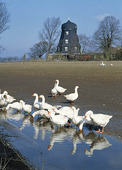 Geese in Skåne