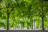 Träd, Lovön, Stockholm