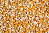 Grains of corn