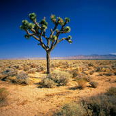 Joshua Tree i öknen Kalifornien, USA
