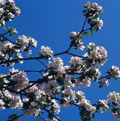 Blommande fruktträd