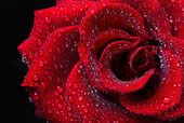 Dew Drops on Rose