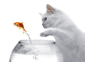 katt och en guldfisk på vit bakgrund