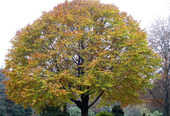 Träd i höstfärger