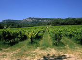 Vinodling i Provence, Frankrike