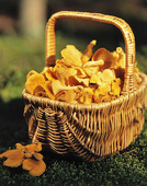 Chanterelles mushrooms in basket