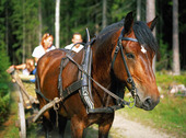 Häst och vagn