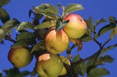 Äppelträd