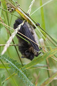 Nordisk bat