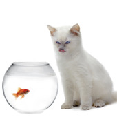 Katt och en guldfisk