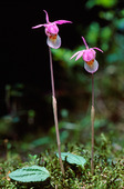Norna, orkidé