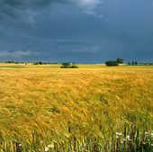 Barley Field, Skåne