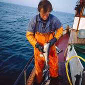 Fiskare rensar fisk