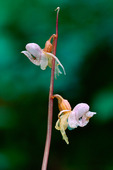 Skogsfru, orkidé