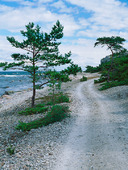 Väg vid kusten på Gotland