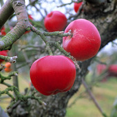 Äppelträd