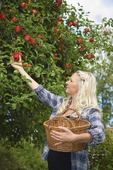 Kvinna plockar äpplen