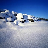 Stenröse i snö
