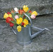 Tulips in the water jug