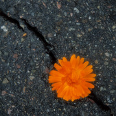 Blomma i asfalt