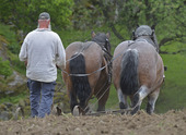Jordbruk med häst