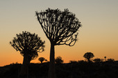 Pilkogerträd, Namibia