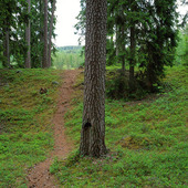 Stig of the spruce