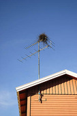 Skatbo in antenna
